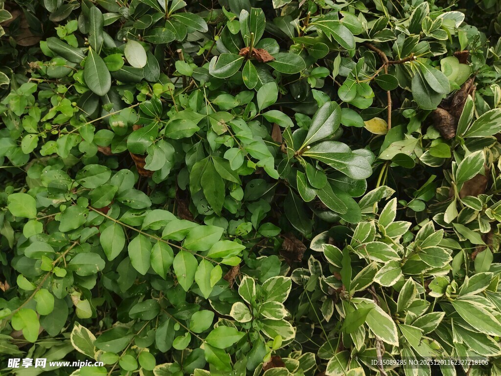 繁茂绿植特写