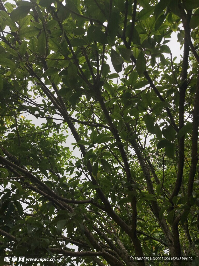 繁茂绿树的自然景象