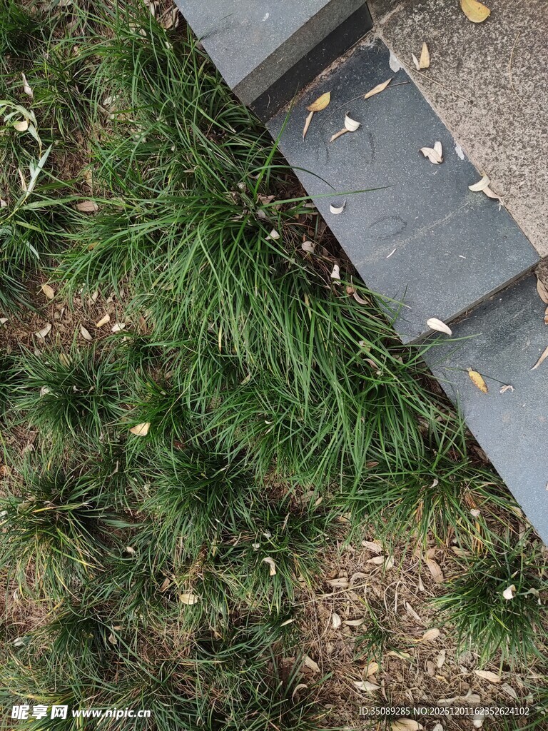 石板旁的翠绿草地