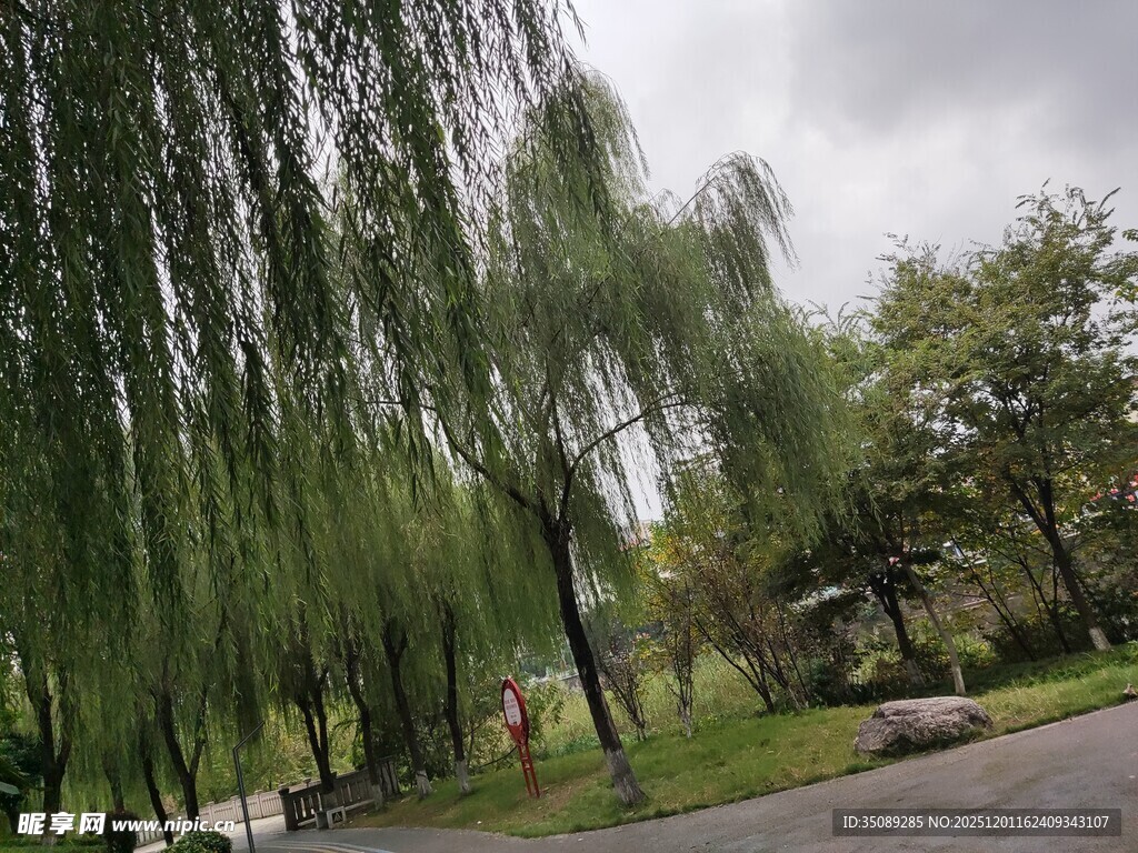 垂柳依依的静谧园林小道