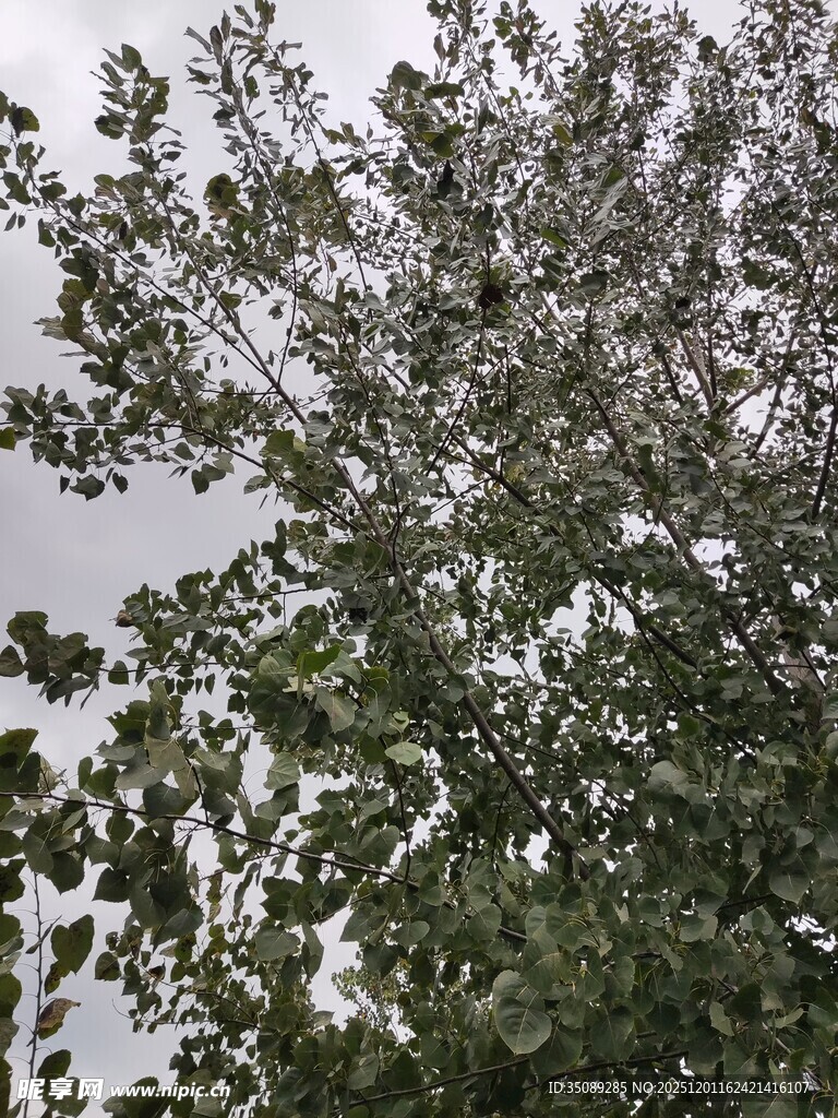 枝叶繁茂的树木