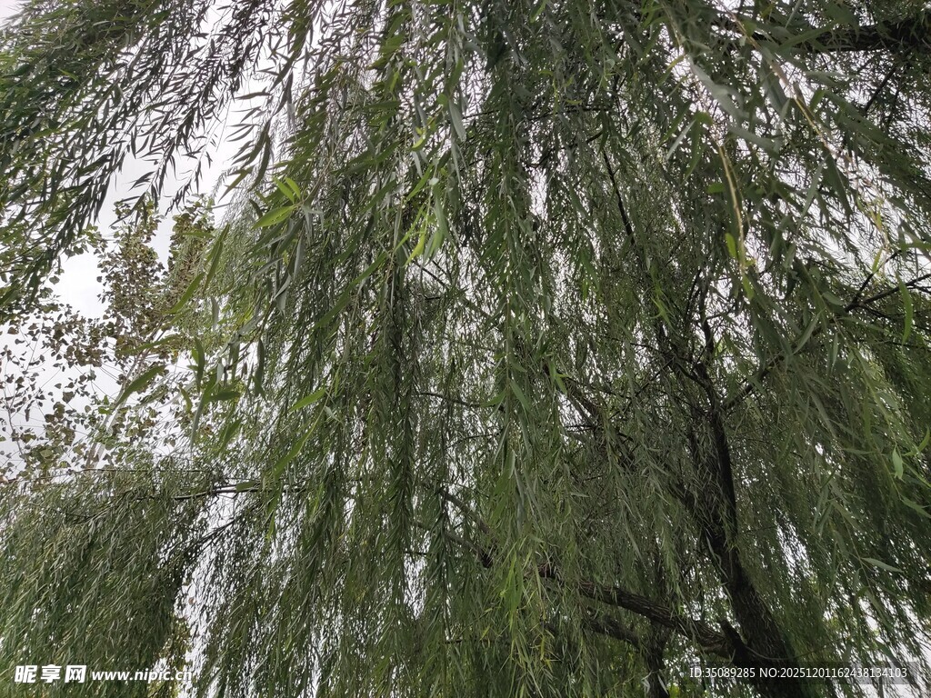 仰视垂柳枝叶繁茂景象