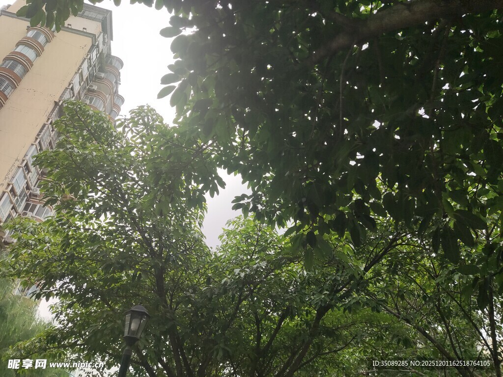 透过枝叶望高楼