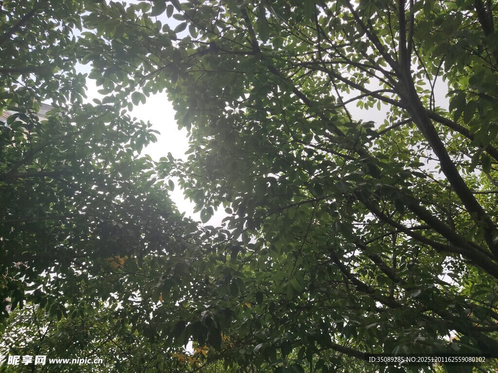 仰视茂密枝叶间的天空