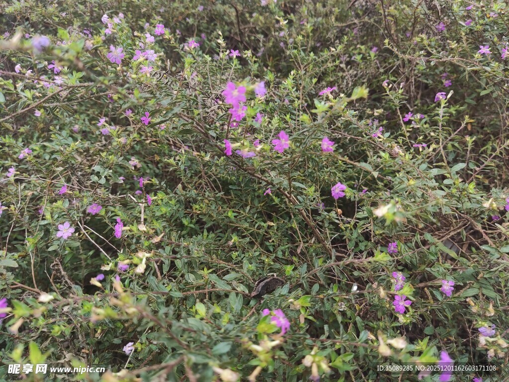 紫色野花繁茂的草地