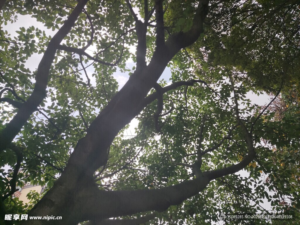 阳光透过繁茂枝叶的大树