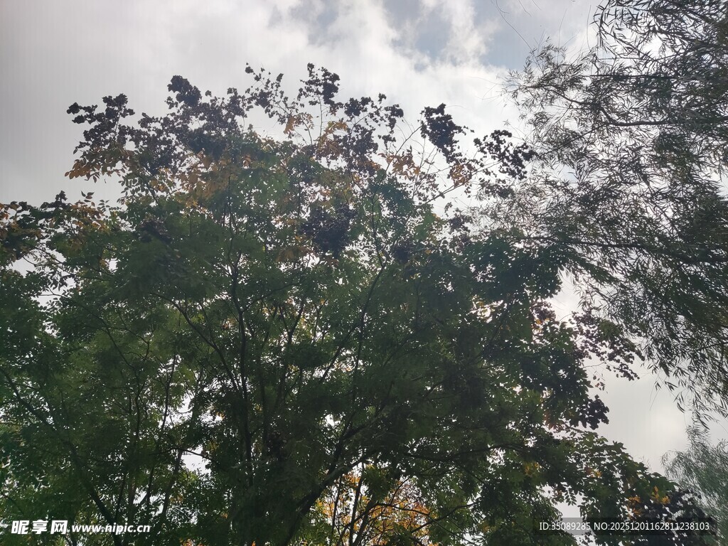 天空下的繁茂树木