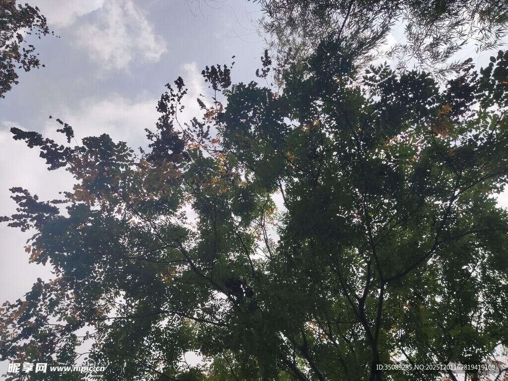 仰视繁茂枝叶的树木