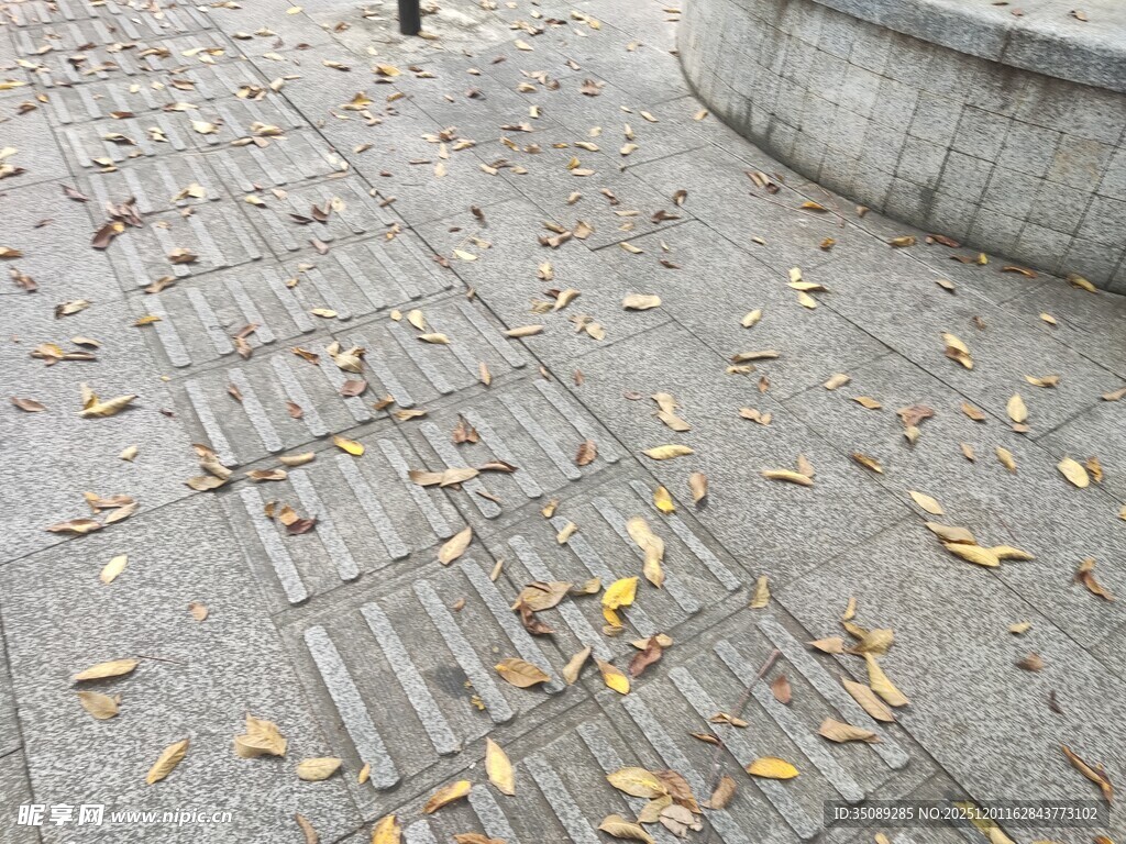 石板路上散落的金黄树叶