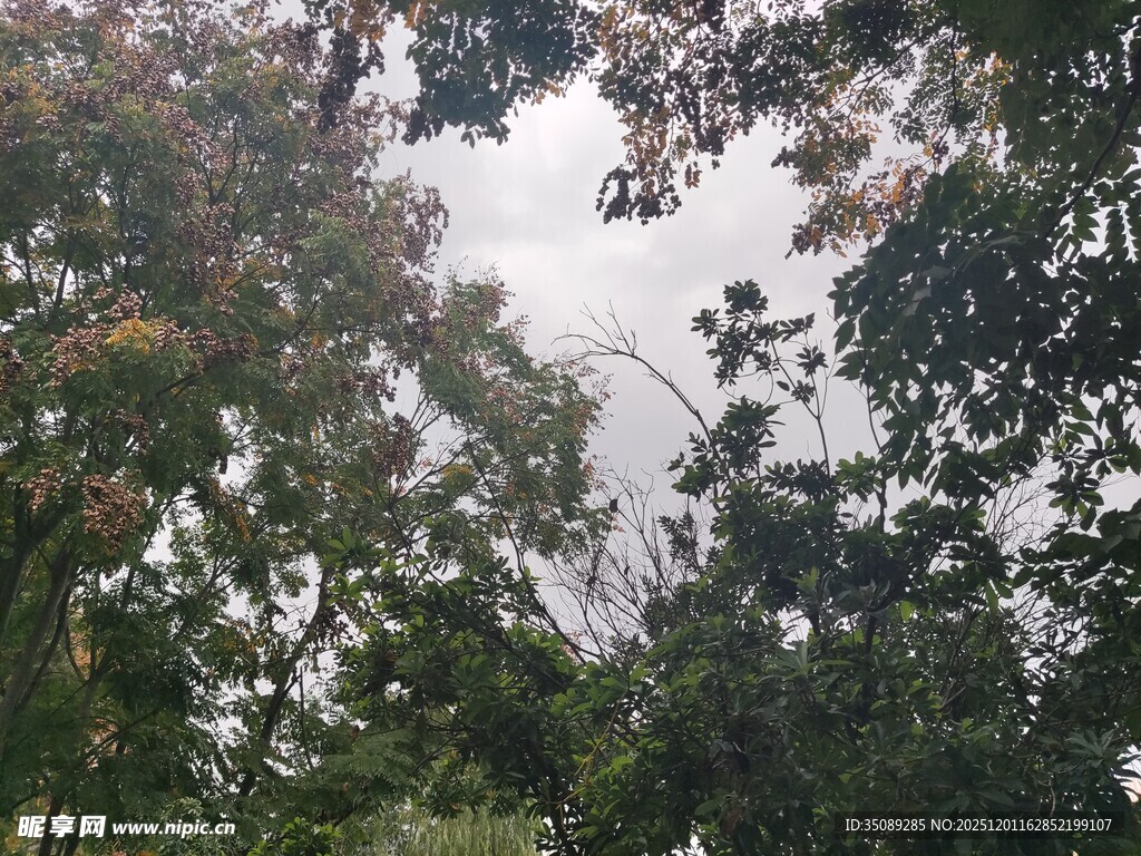 透过枝叶看天空