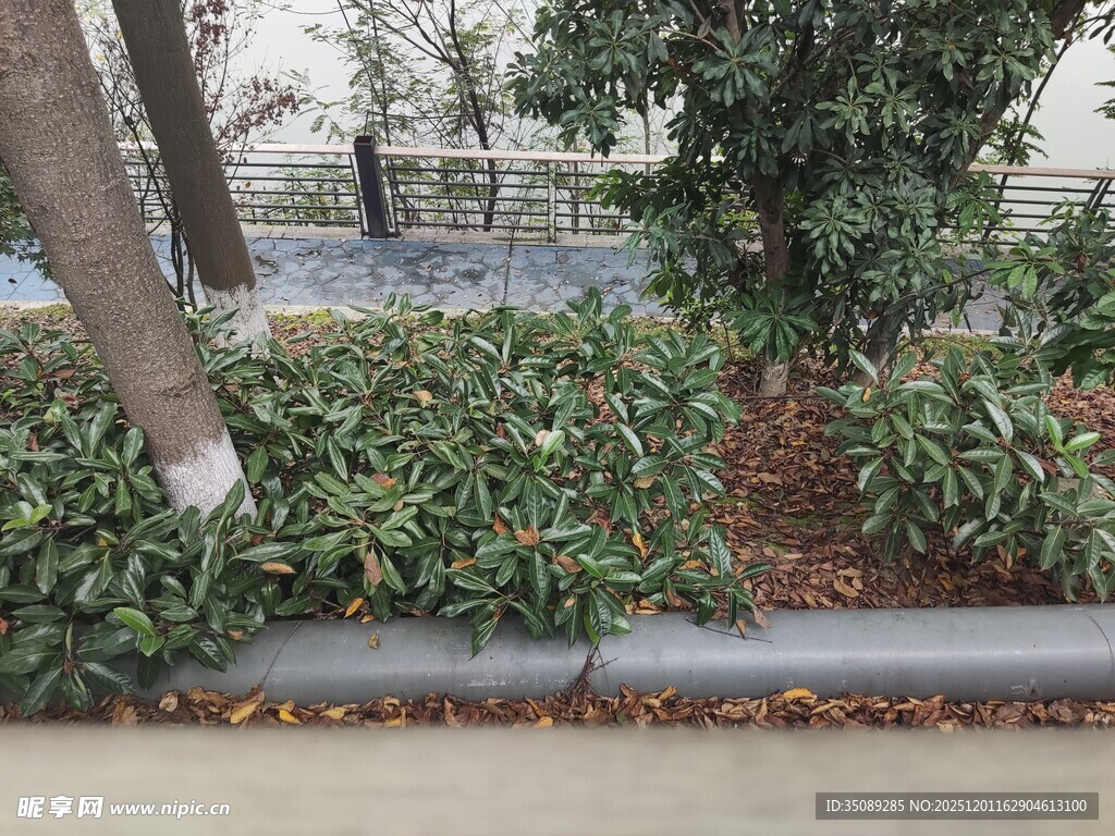 路边绿植景观