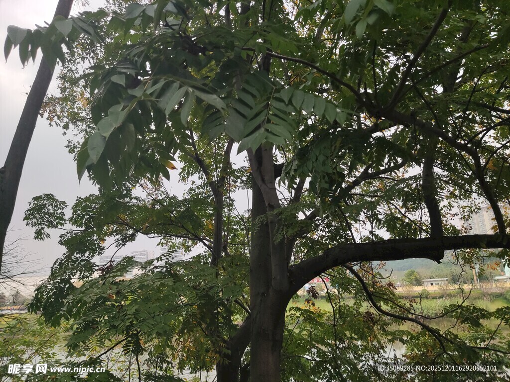 绿叶繁茂的树木景观