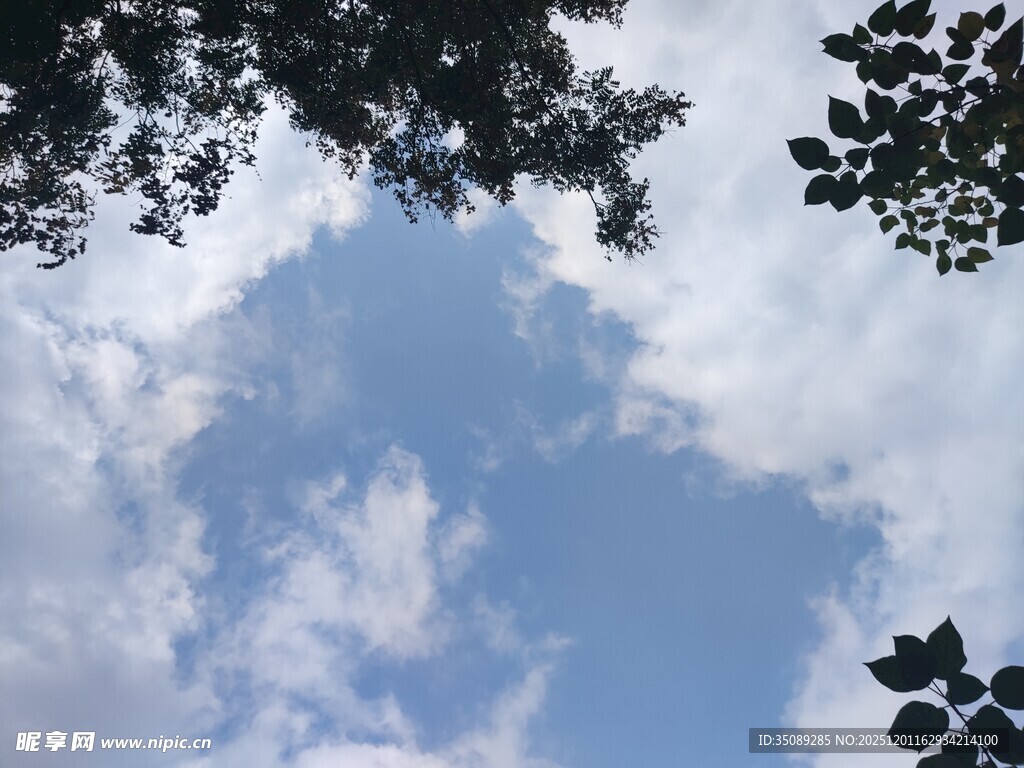仰望蓝天与枝叶