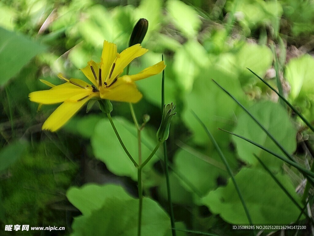 黄色小花绽放于绿叶间