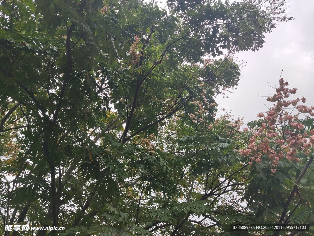 繁茂绿树与零星花朵