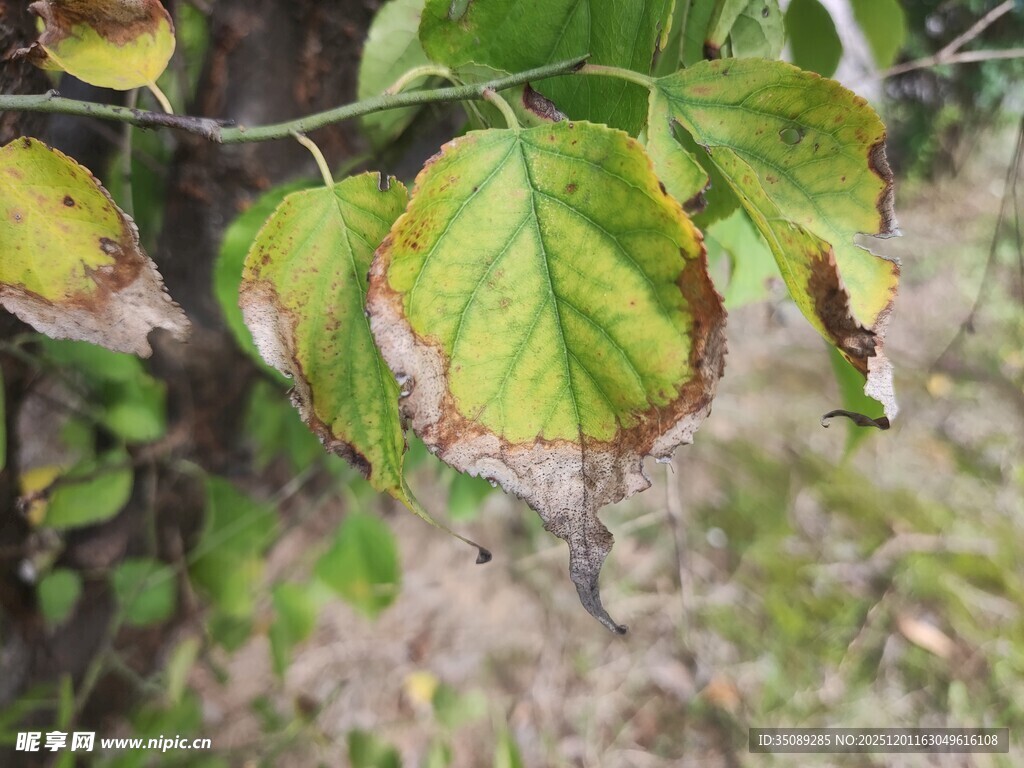 病斑显现的绿叶