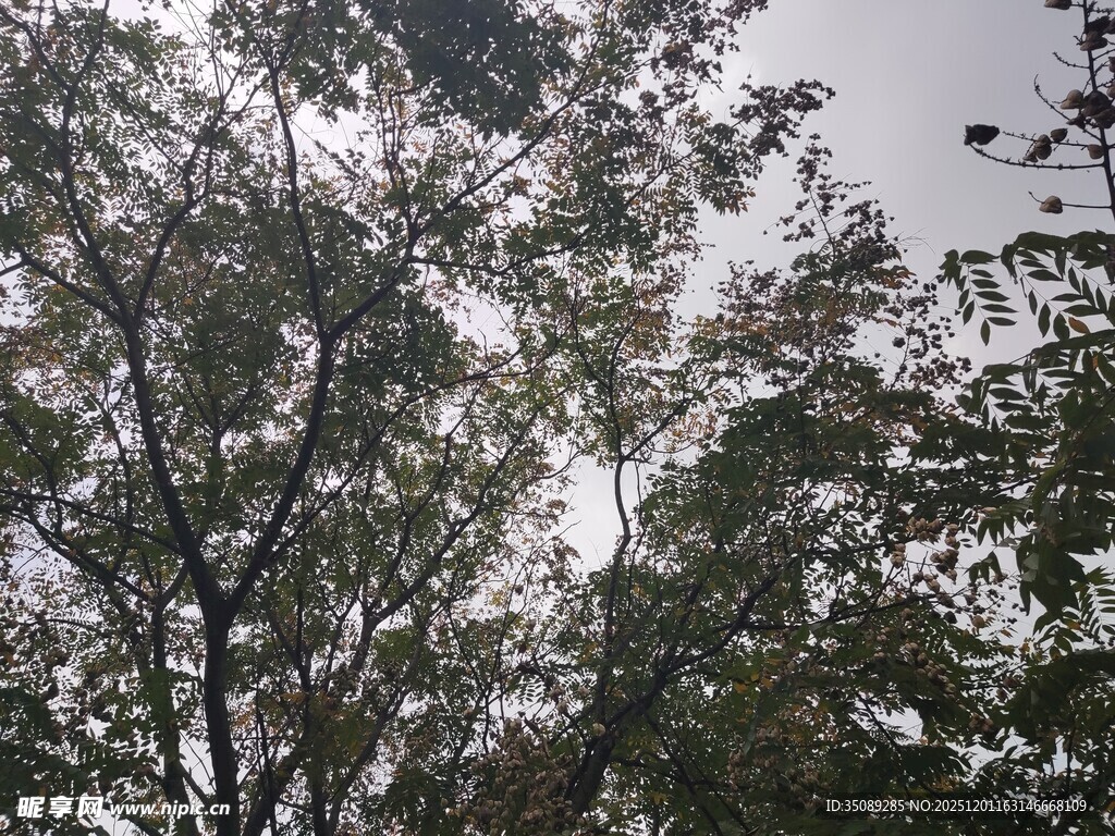 枝叶繁茂的树木景观