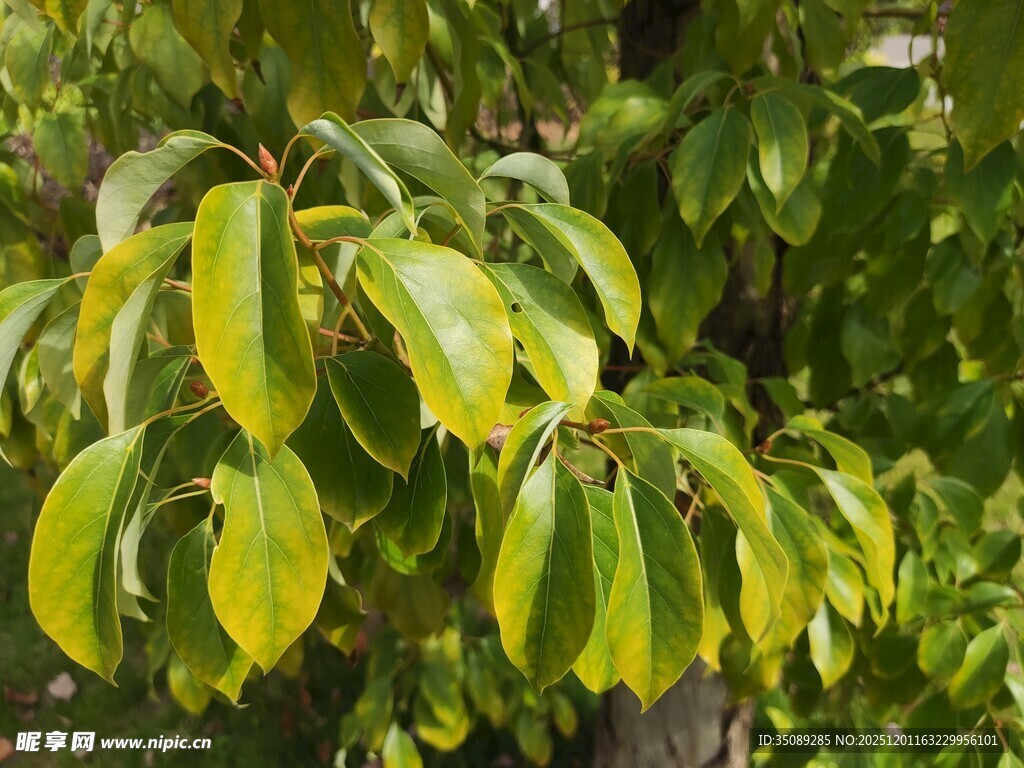 翠绿叶片的繁茂植物