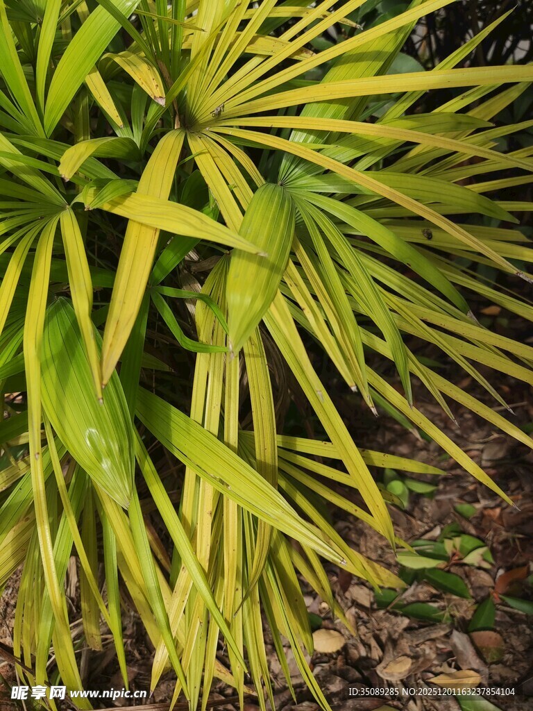金黄叶片的翠绿植物
