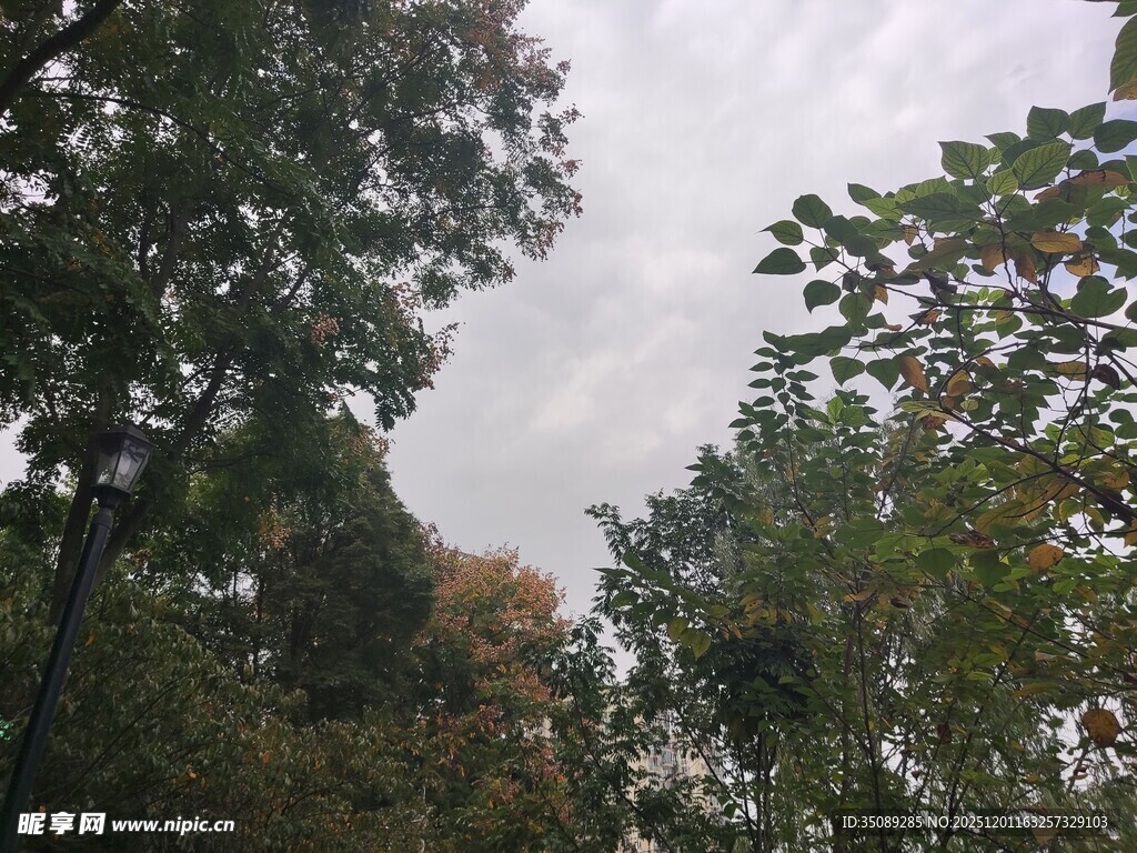 林间树梢上的阴沉天空