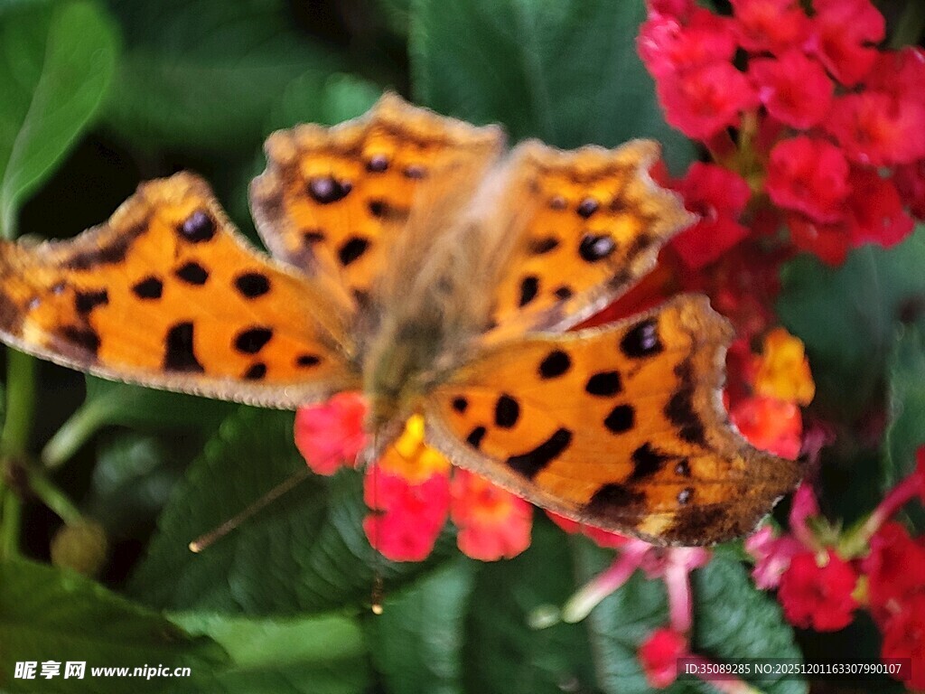 橙斑蛱蝶停驻红花间