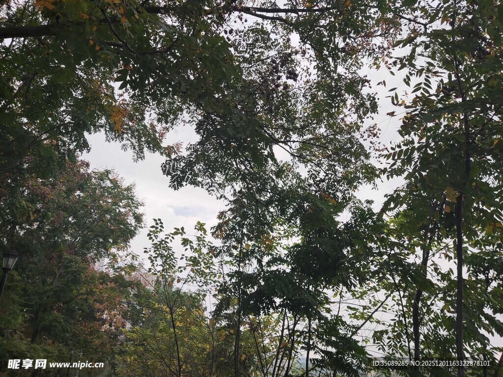 仰视茂密树林树冠