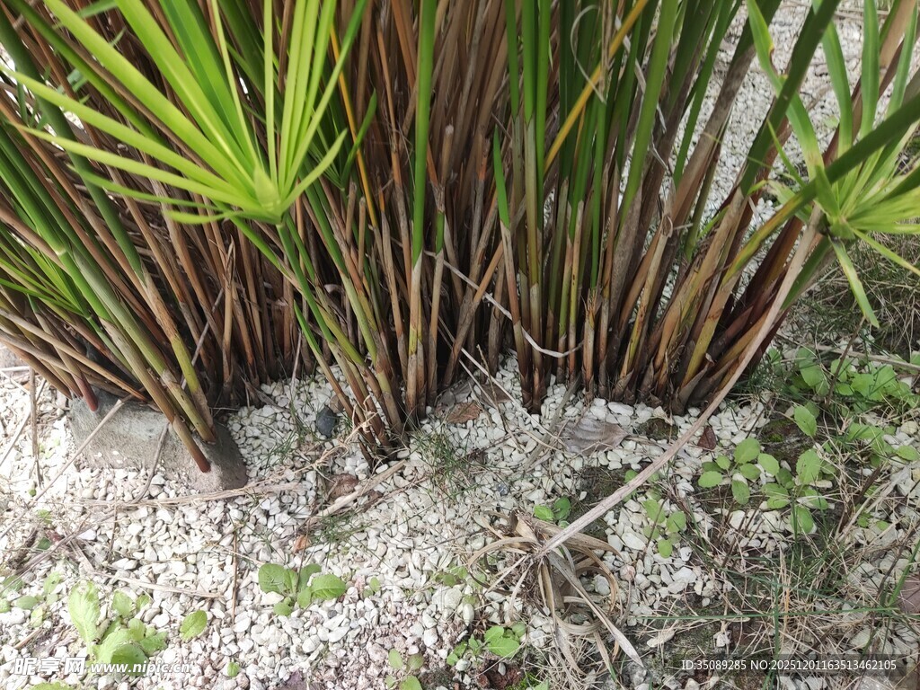 沙地上的丛生绿植