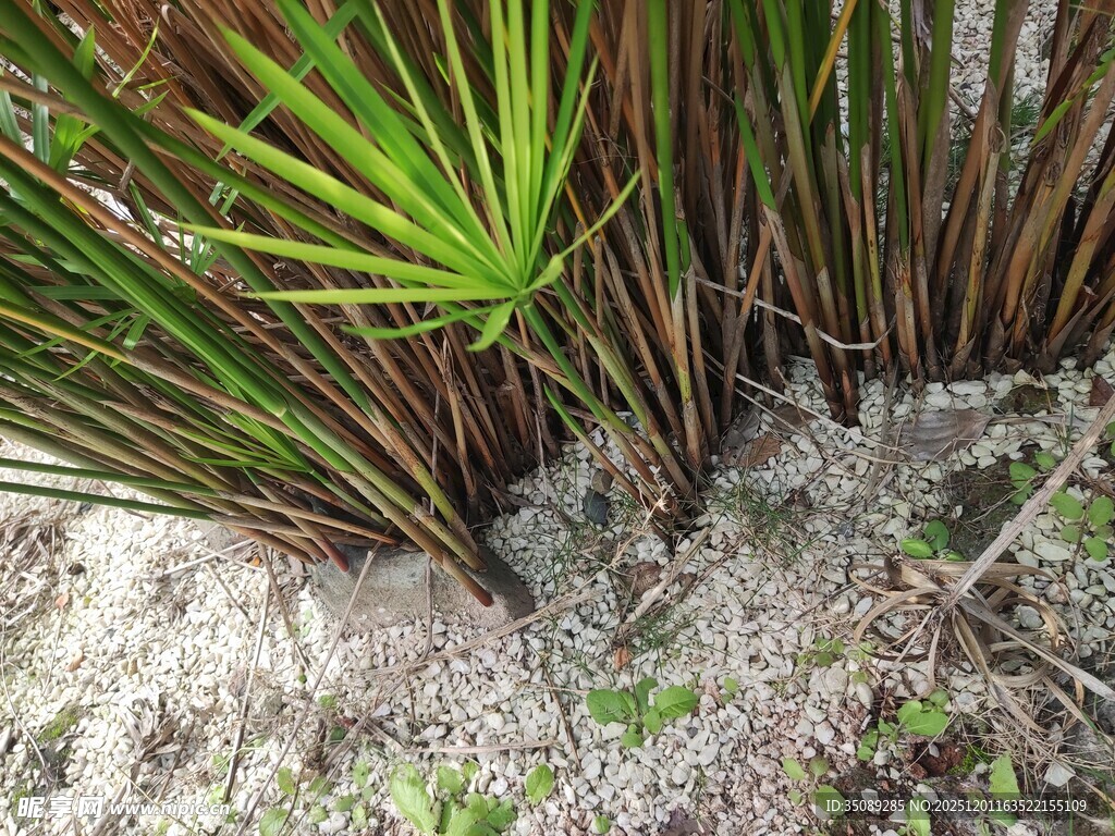 沙地上的翠绿棕榈植物