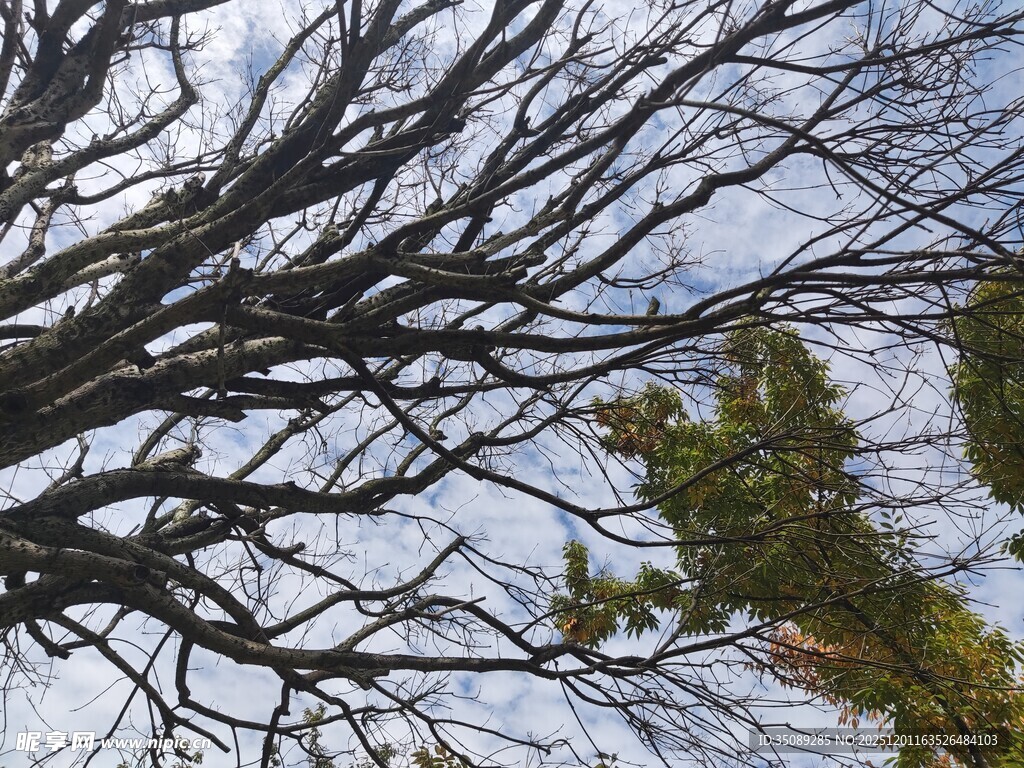 冬日枯树与葱郁绿树对比