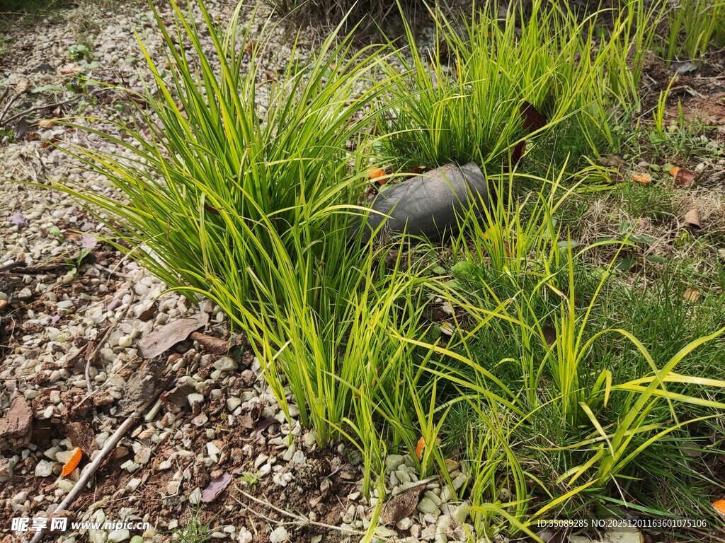 翠绿草地中的石块景观