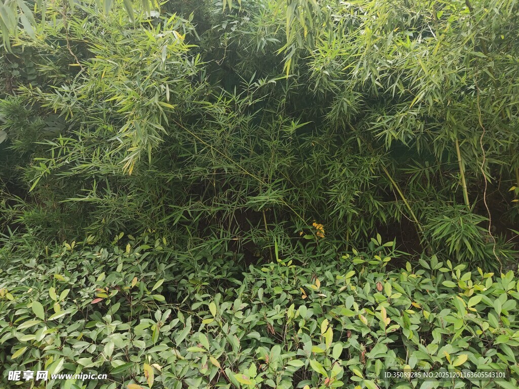 茂密绿植景观