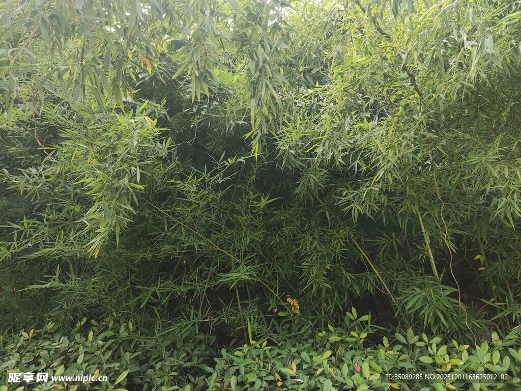 茂密竹林绿意盎然