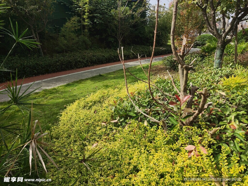 绿意盎然的户外植物景观