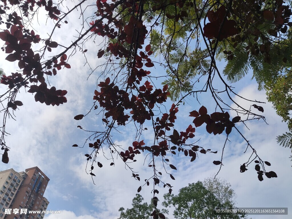 枝头繁花与高楼相映