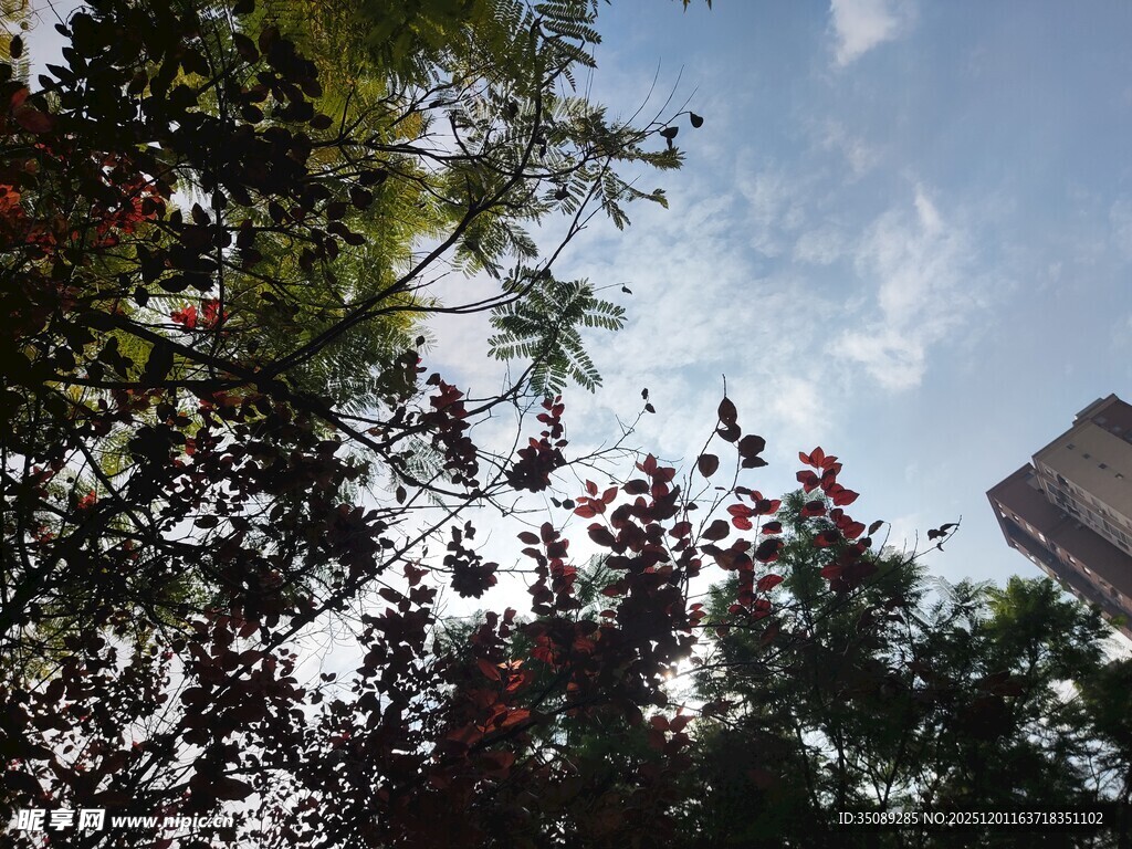 蓝天绿树间的红果景致