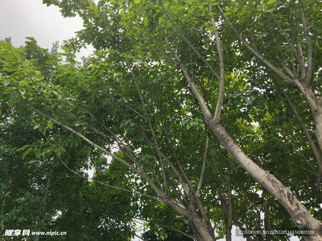 繁茂绿树展现自然生机