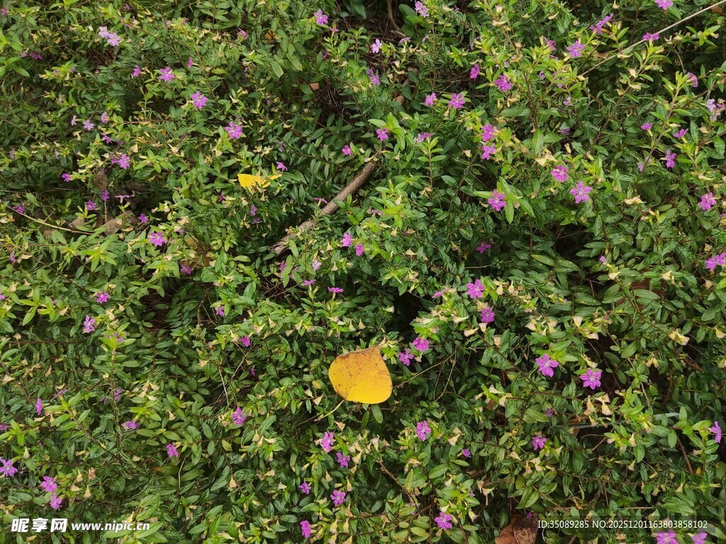 绿叶丛中的黄色花朵