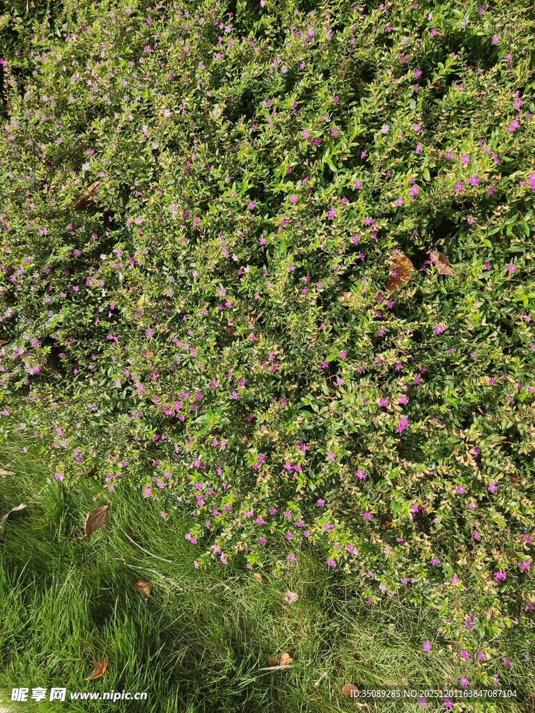 翠绿草地中的多彩植物