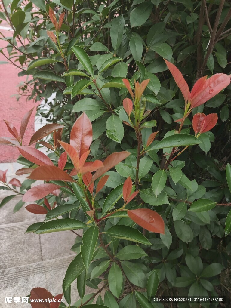 红绿叶植物特写