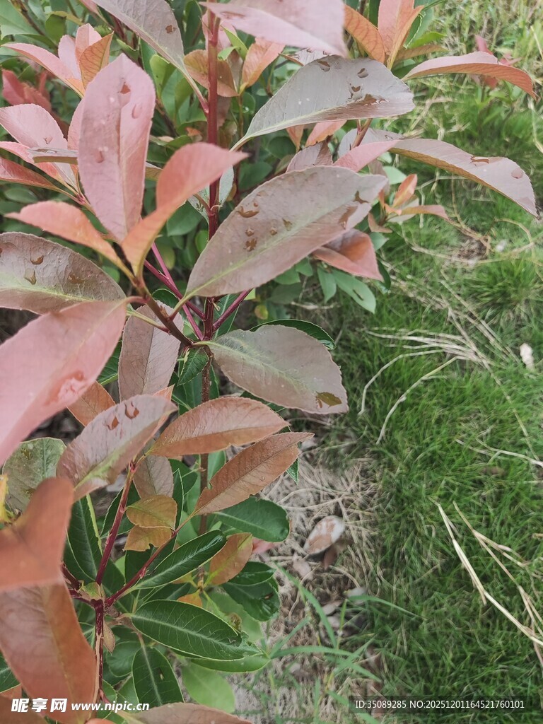 红叶植物与绿草景观