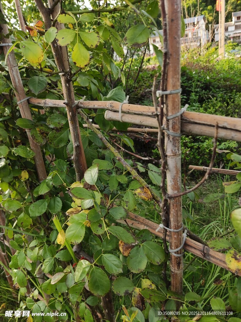 木质藤蔓架绿意盎然