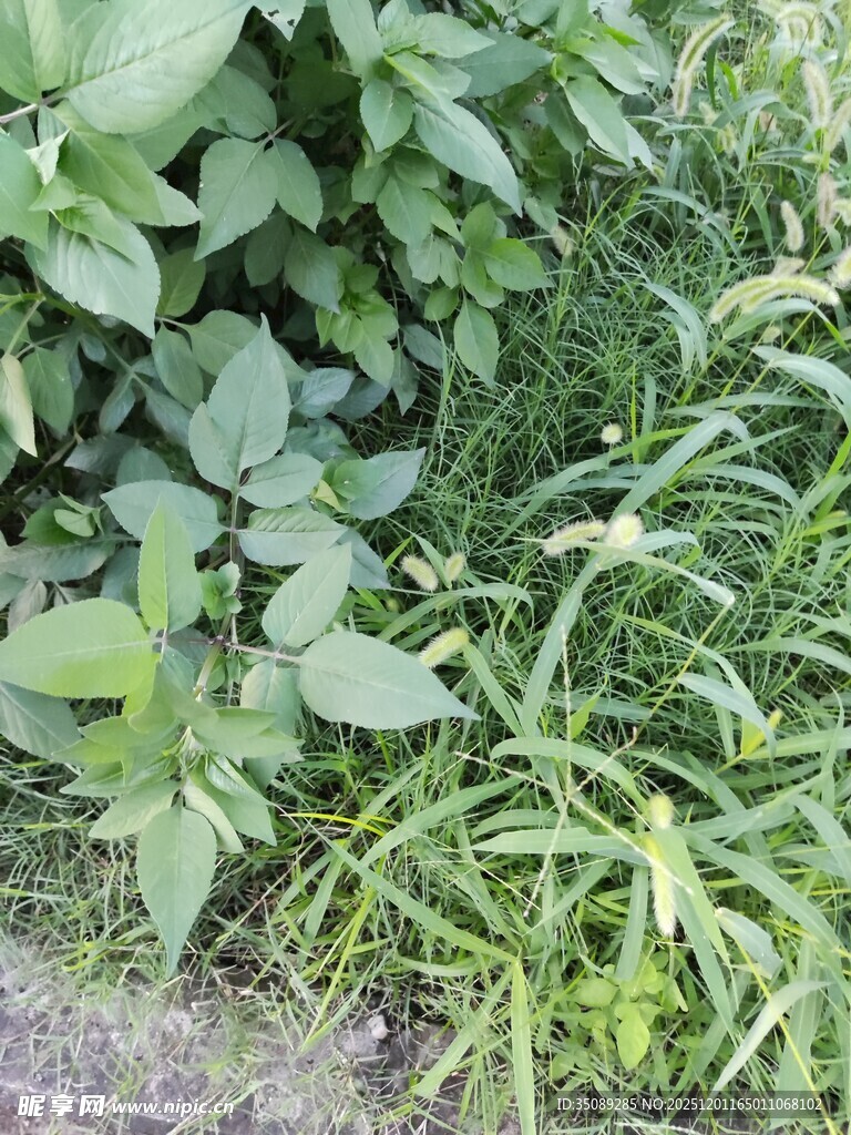 绿叶丛生的植物景观