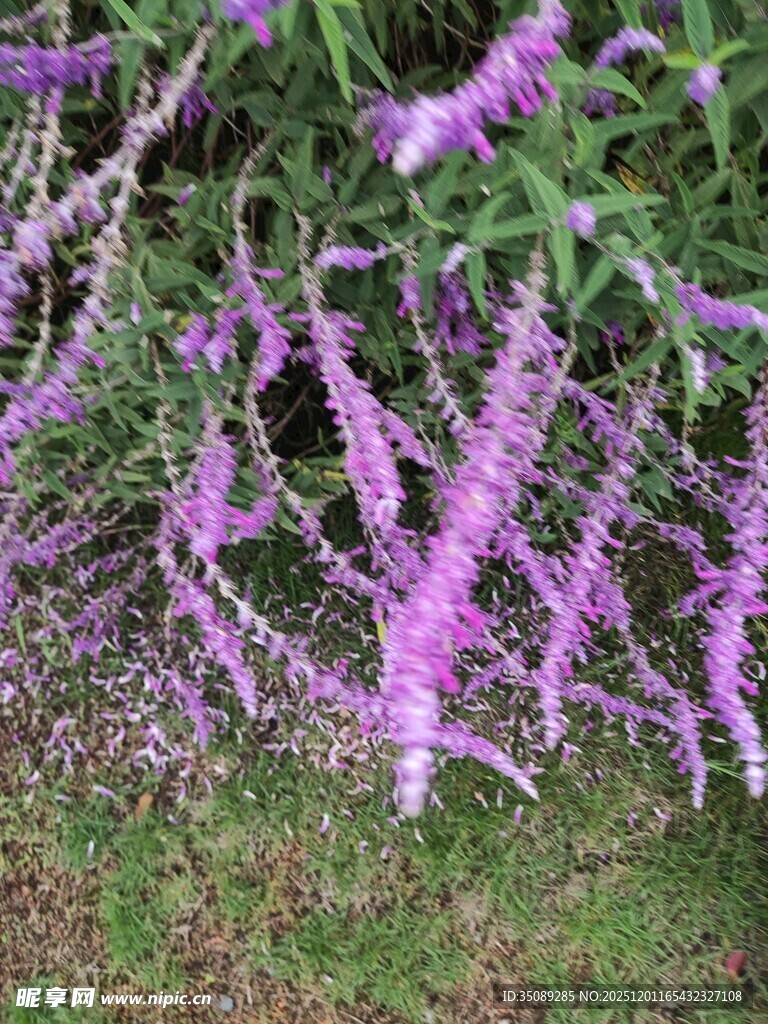 紫色穗状花卉绽放美景