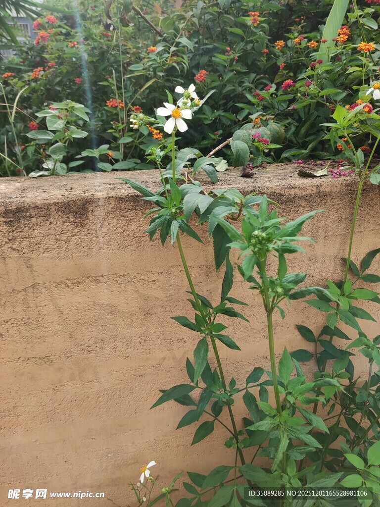 墙边绽放的美丽白色小花