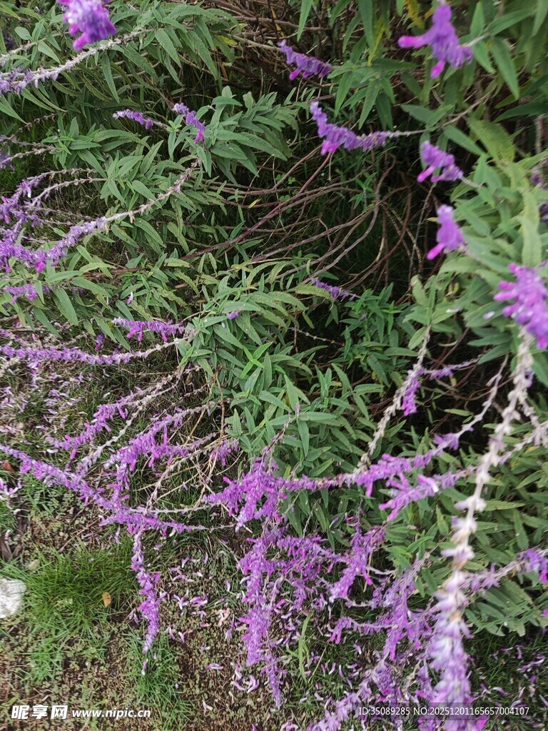 紫色花卉丛自然之美