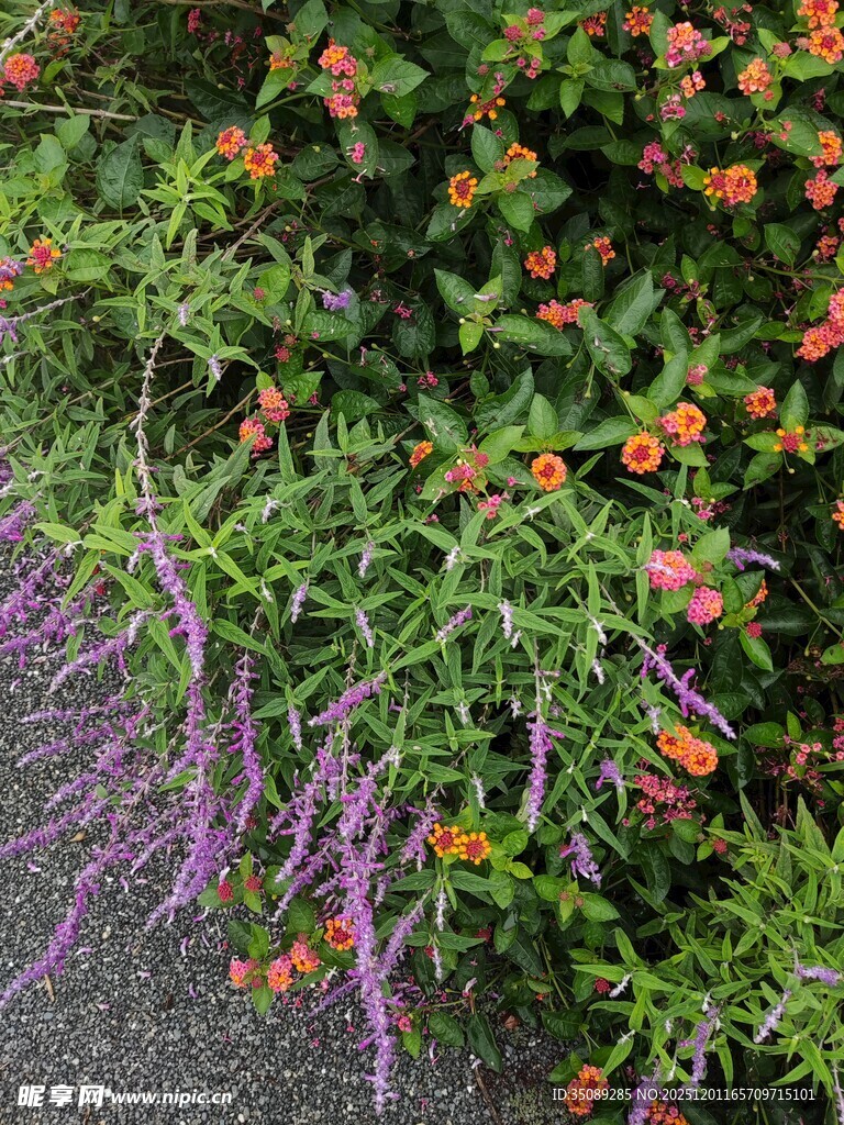 多彩花卉绿植装点路边