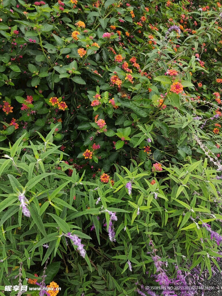 多彩花卉绿植景观