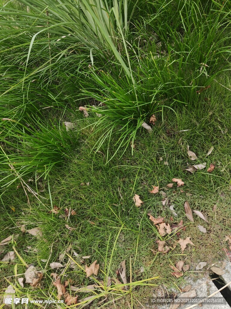 地面上的翠绿松针