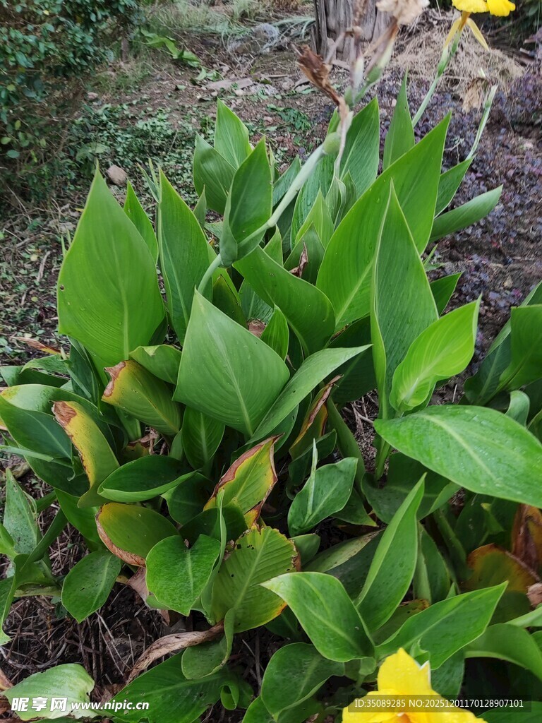 绿叶黄花的生机植物景观