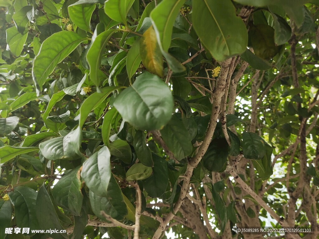 枝叶繁茂的绿植景象